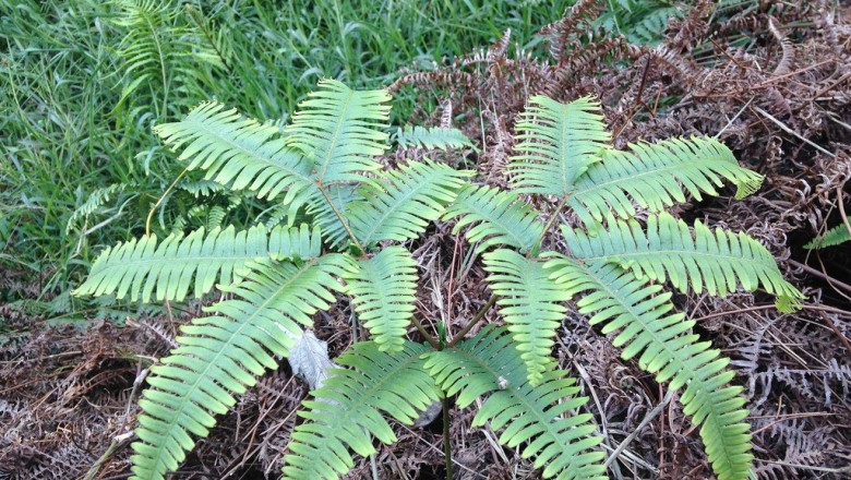 Cây Guột. Dicranopteris dichotoma - Cây Thuốc Nam Quanh Ta